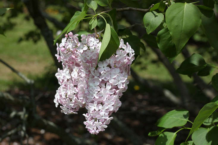 Syringa hyacithiflora 